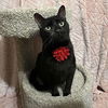 adoptable Cat in , IL named Charlotte