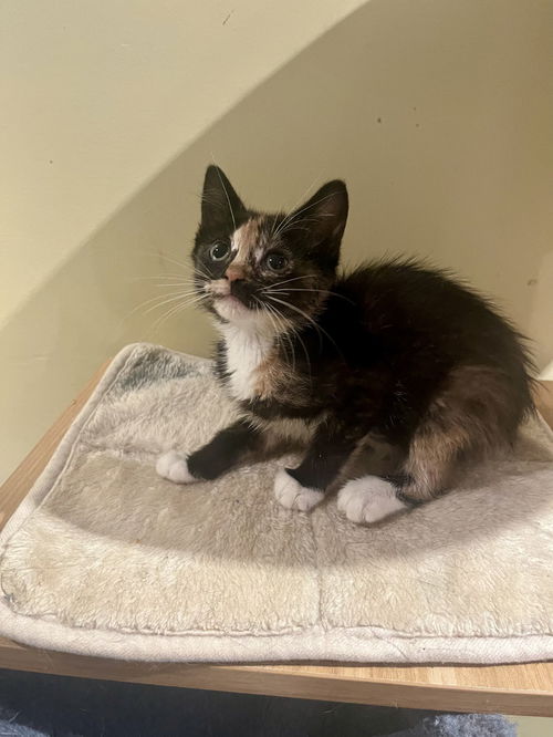 Nessie (aka Jada)