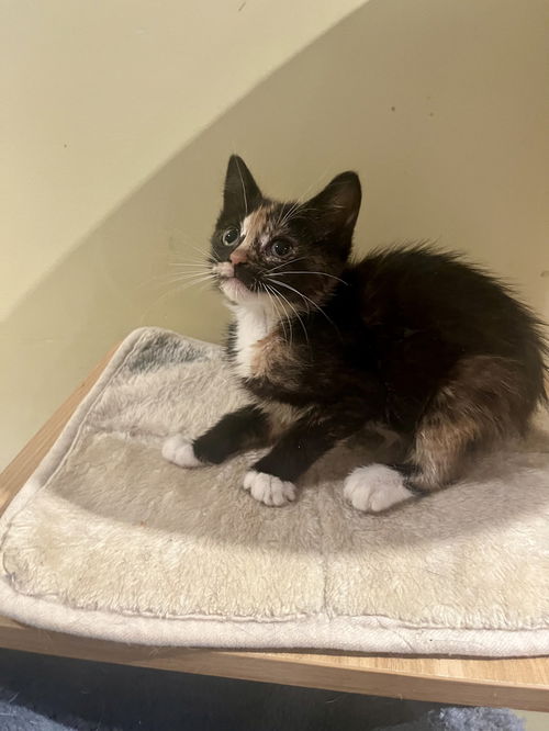 Nessie (aka Jada)
