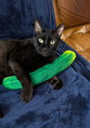 adoptable Cat in , IL named Eddie