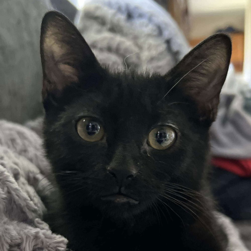 adoptable Cat in Palatine, IL named Beth