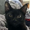 adoptable Cat in , IL named Beth