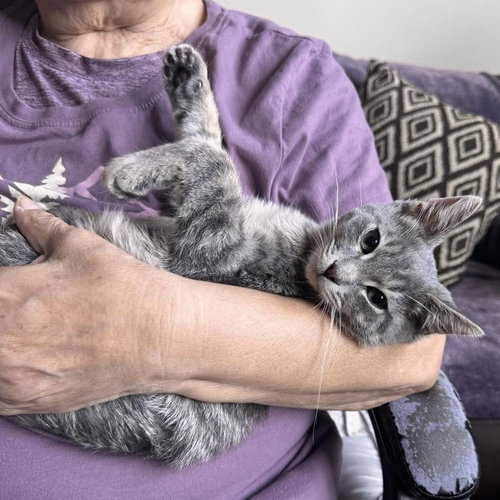 SCOOTER - Domestic Long Hair available for adoption