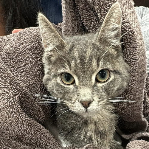 SCOOTER - Domestic Long Hair available for adoption