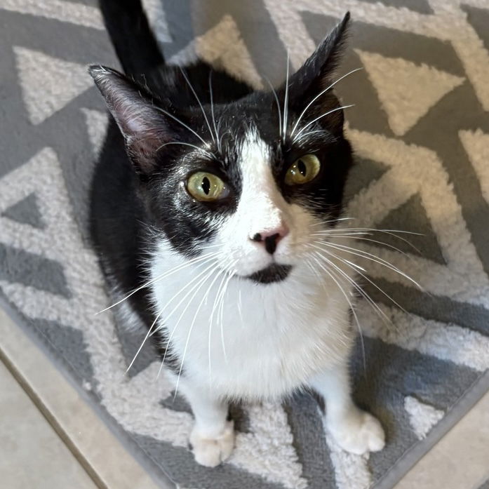 adoptable Cat in Palatine, IL named Essie