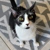 adoptable Cat in , IL named Essie