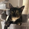 adoptable Cat in  named Prada