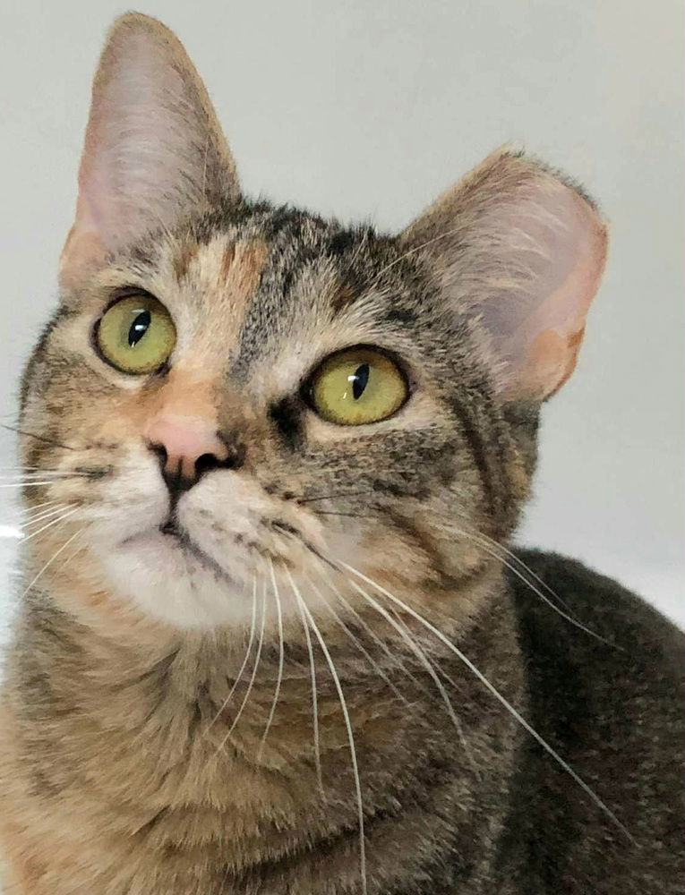 adoptable Cat in Palatine, IL named Rugwrat