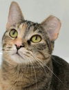 adoptable Cat in  named Rugwrat