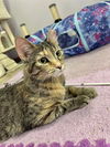 adoptable Cat in  named Rugwrat
