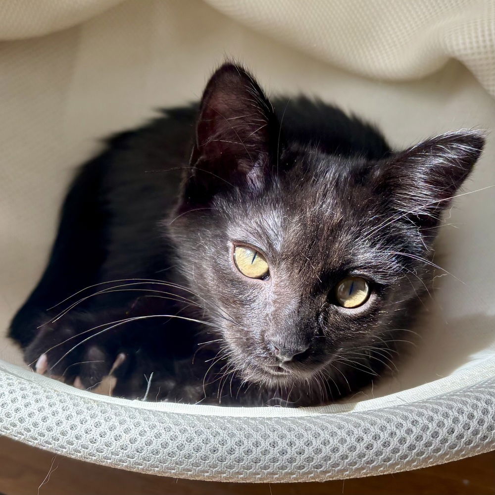 adoptable Cat in Palatine, IL named Pizza (aka Sorbet)