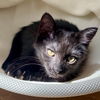 adoptable Cat in , IL named Pizza (aka Sorbet)