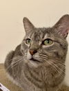 adoptable Cat in , IL named Smokey