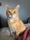 adoptable Cat in , IL named Lakota