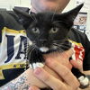 adoptable Cat in , IL named Boots (aka Ef1)