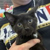 adoptable Cat in , IL named Big Spot (aka Ef4)