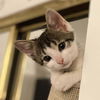 adoptable Cat in , IL named Charm