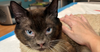 adoptable Cat in , IL named Roosevelt