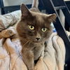 adoptable Cat in , IL named Cowboy