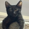adoptable Cat in  named Jack