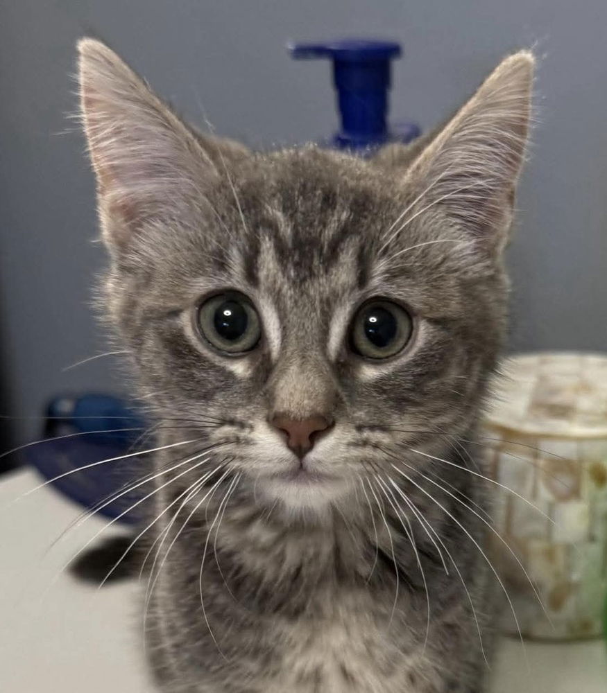 adoptable Cat in Palatine, IL named Janet