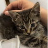 adoptable Cat in  named Frannie