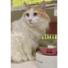 adoptable Cat in , IL named Blue
