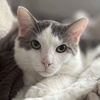 adoptable Cat in  named Berry