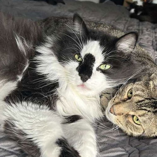 adoptable Cat in Palatine, IL named Tessa/Terrance