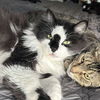 adoptable Cat in , IL named Tessa/Terrance