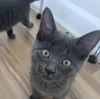 adoptable Cat in Palatine, IL named Shore