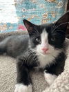 adoptable Cat in  named Jasper