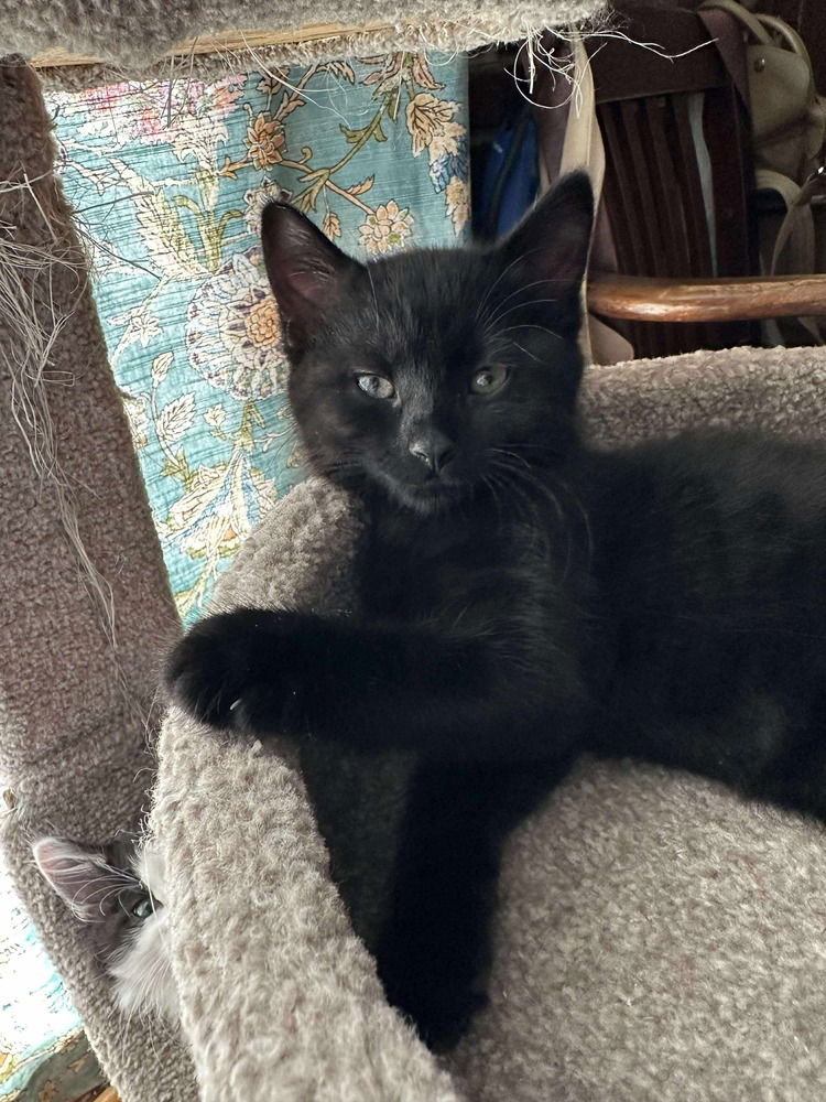 adoptable Cat in Palatine, IL named Mabel