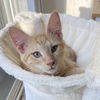 adoptable Cat in Palatine, IL named Golden Berry (aka Tygrys)