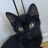 adoptable Cat in Palatine, IL named Amy
