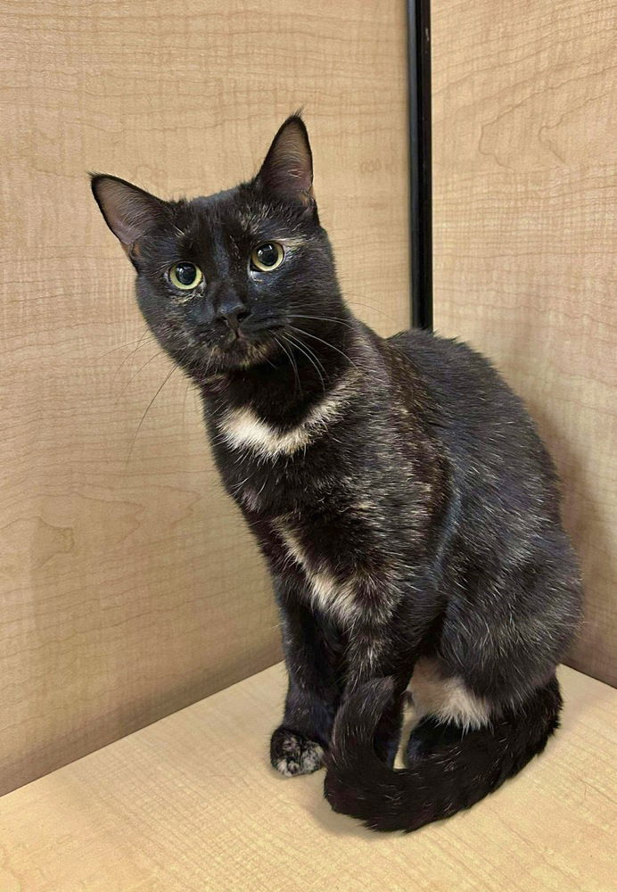 adoptable Cat in Palatine, IL named Cappuccino