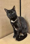 adoptable Cat in Palatine, IL named Cappuccino