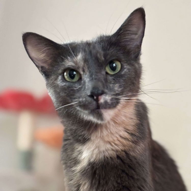 adoptable Cat in Palatine, IL named Nutmeg