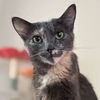 adoptable Cat in  named Nutmeg