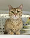 adoptable Cat in Palatine, IL named Sassy