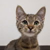 adoptable Cat in Palatine, IL named Ruby