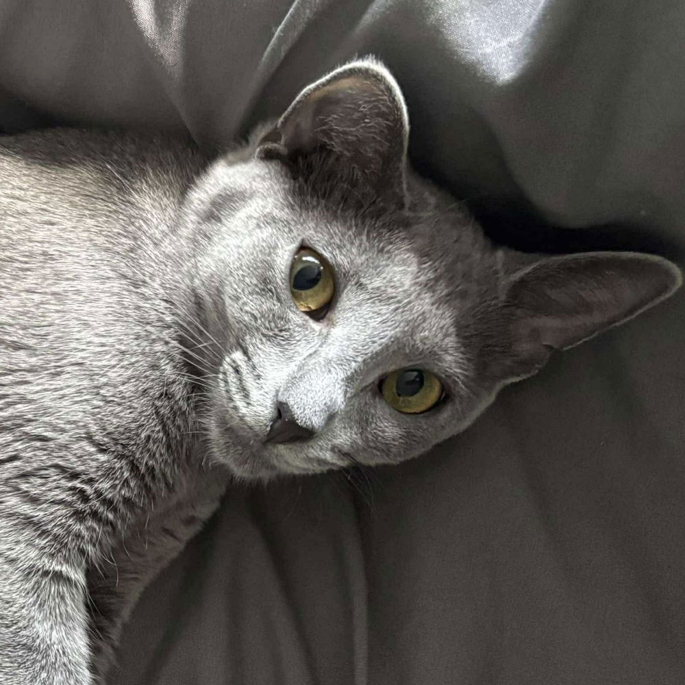 adoptable Cat in Palatine, IL named Ghost