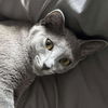 adoptable Cat in Palatine, IL named Ghost