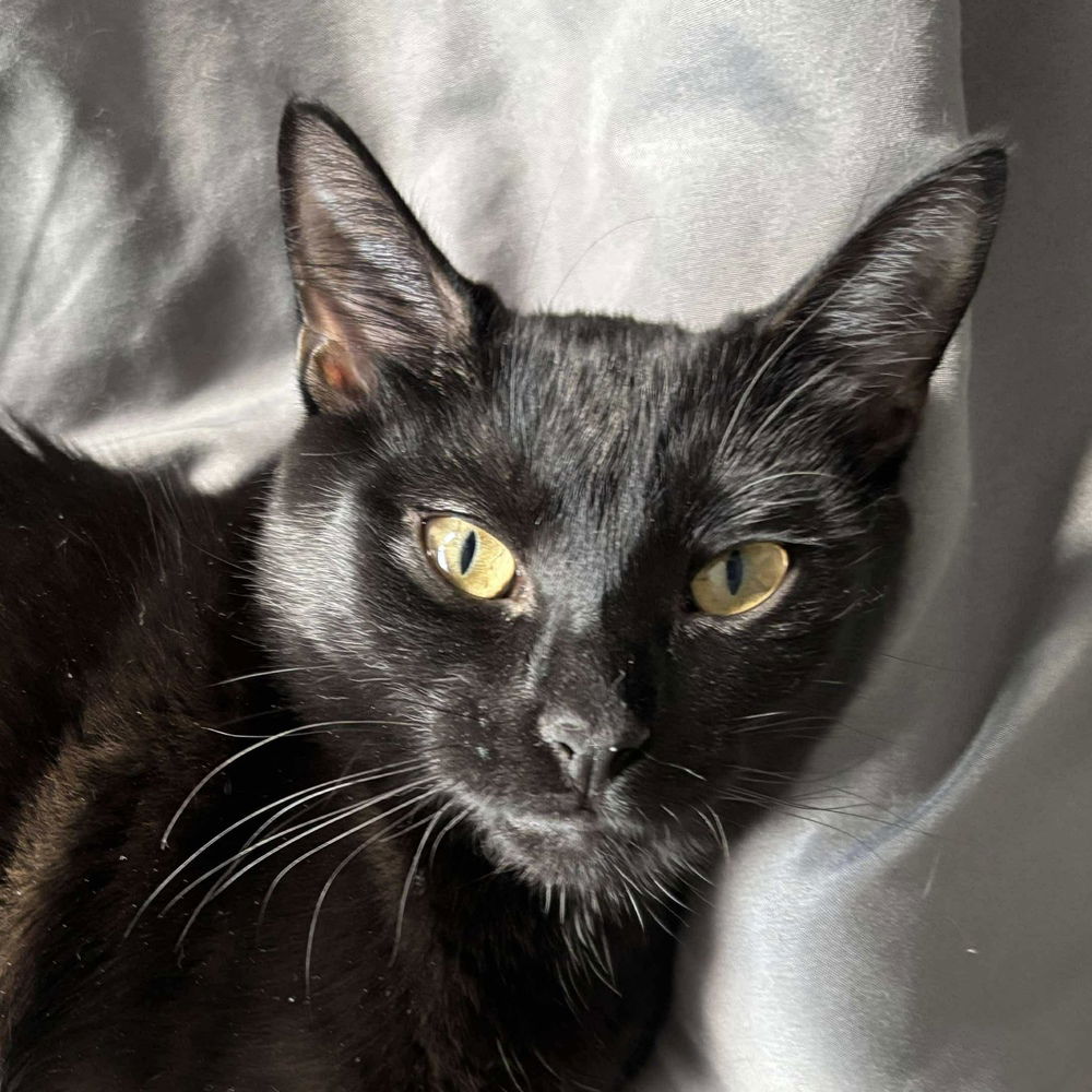 adoptable Cat in Palatine, IL named Pepper