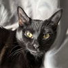 adoptable Cat in Palatine, IL named Pepper