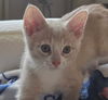adoptable Cat in Palatine, IL named Sorbet