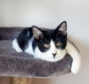 adoptable Cat in Palatine, IL named Stormy (aka Tac)