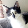 adoptable Cat in Palatine, IL named Misty (aka Tic)