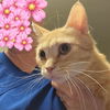 adoptable Cat in Palatine, IL named Stella