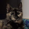 adoptable Cat in Palatine, IL named Medina
